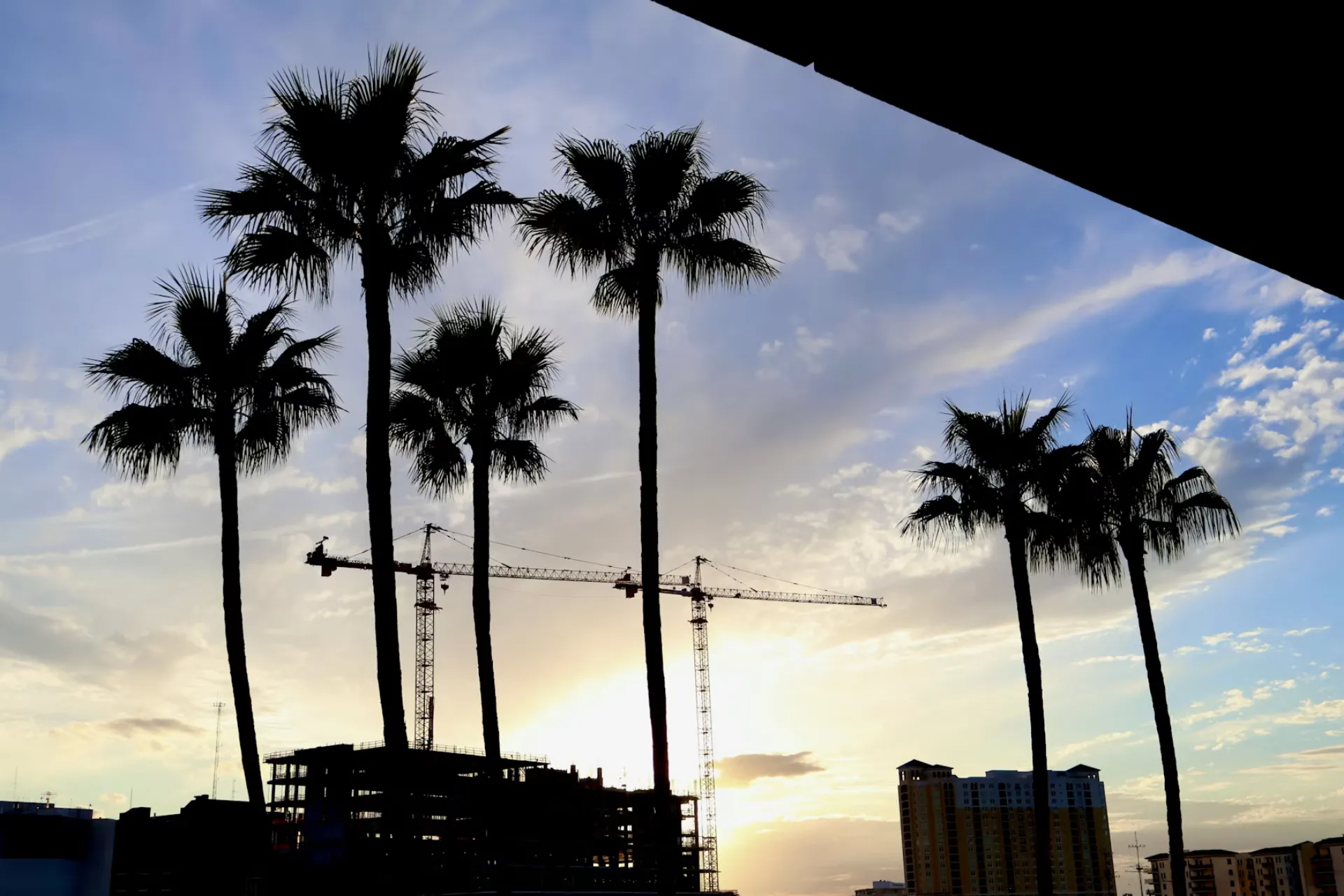Palm trees against a skyline at sunset